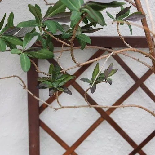 Plant growing against a wall