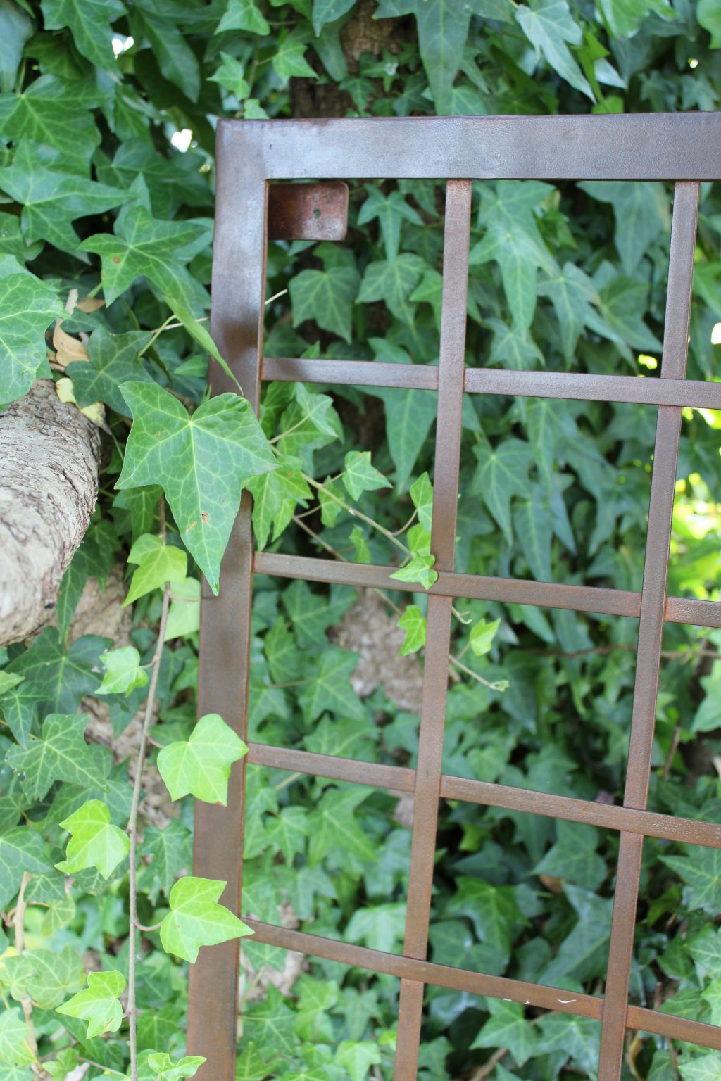 metal trellis with ivy