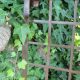 metal trellis with ivy