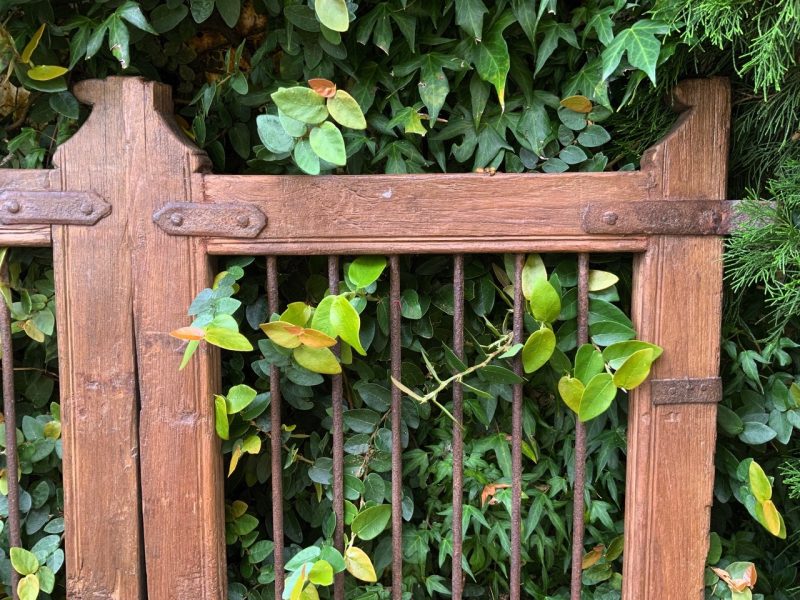 wooden gate and creeping fig