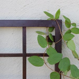 Top right corner of a metal trellis