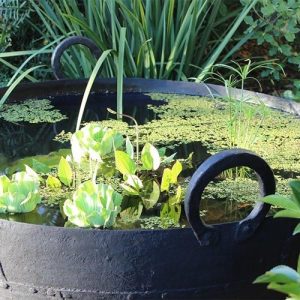 plants floating in a water bowl for a water garden