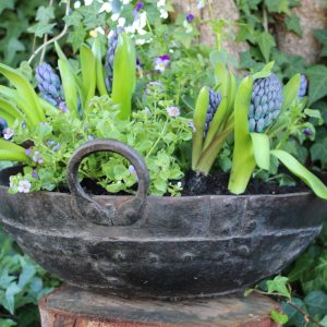Iron planter with hyacinths