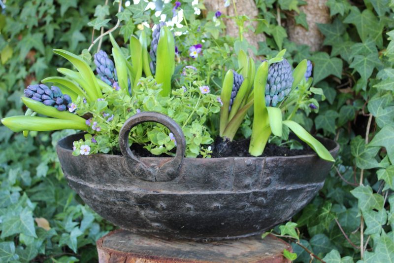 Iron planter with hyacinths