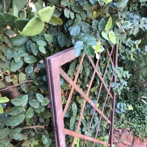 wrought iron trellis and creeping fig