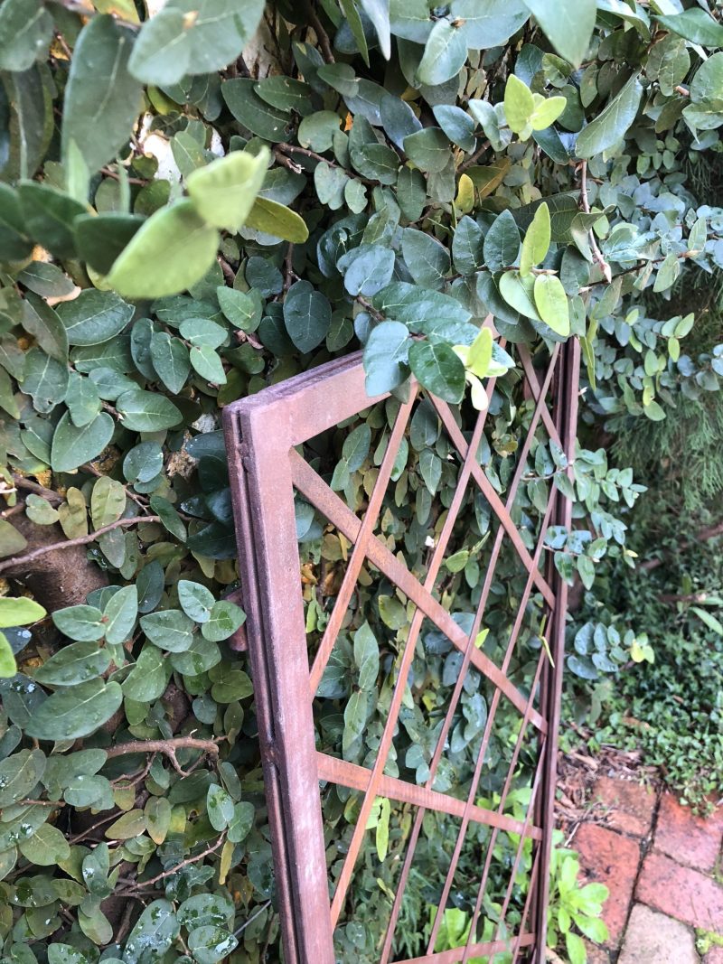 wrought iron trellis and creeping fig