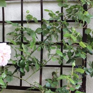 Abraham Derby English Rose on metal trellis