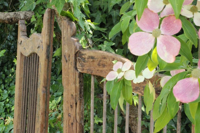 Timber gate and dogwood flower