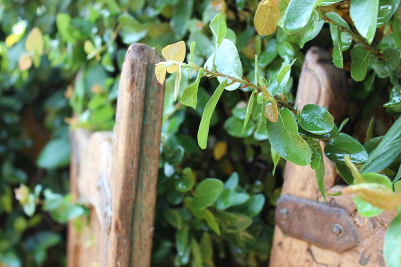 Open garden gate