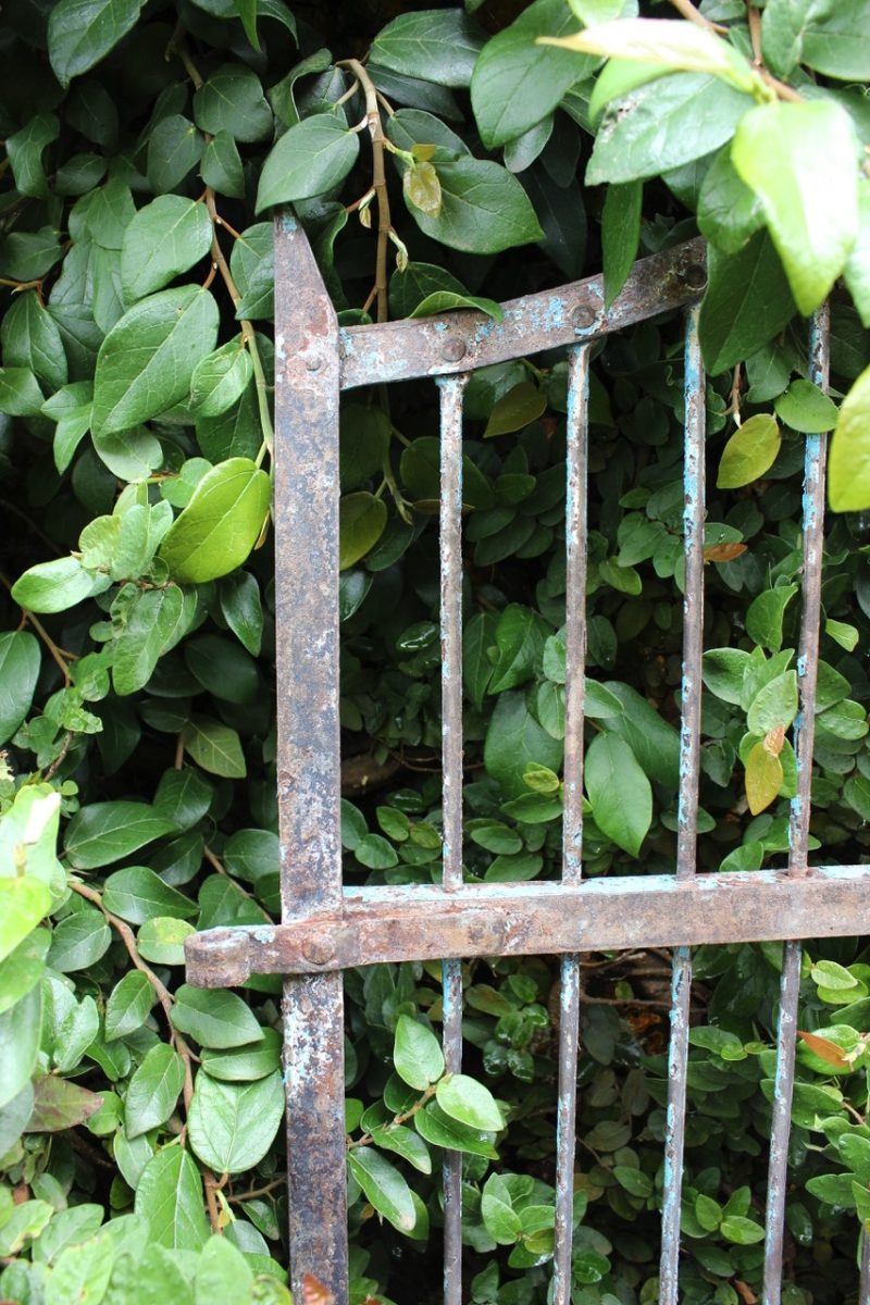 top of iron gate in creeping fig