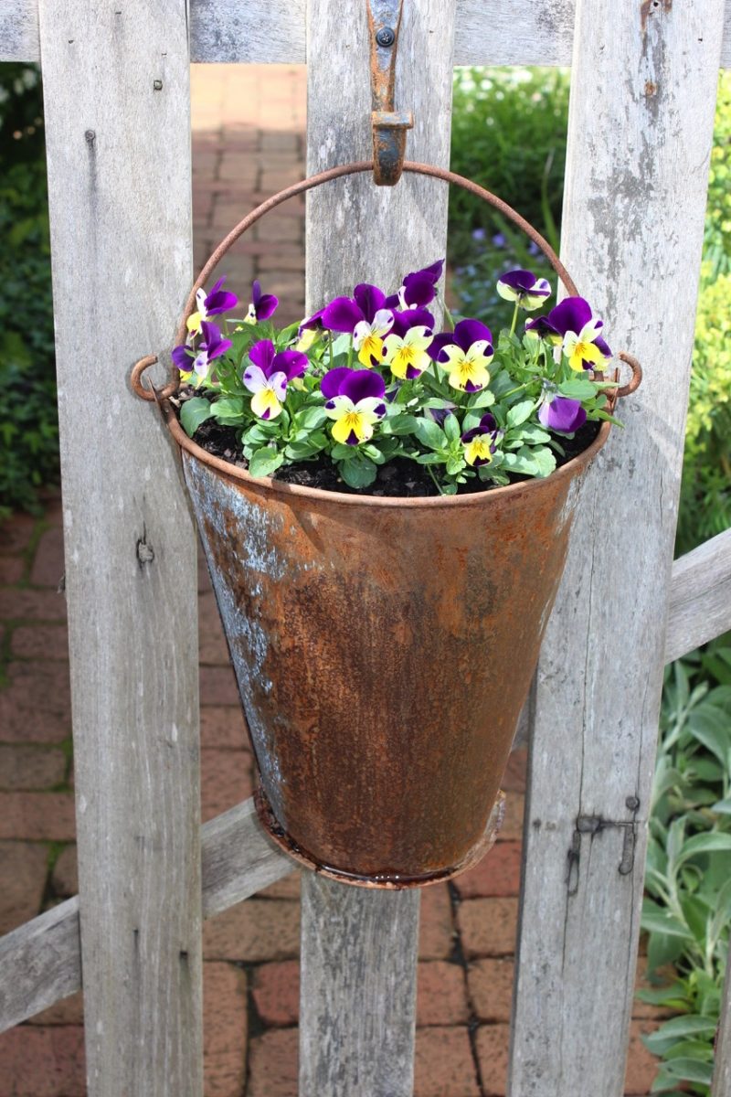 Pansies in hanging planter