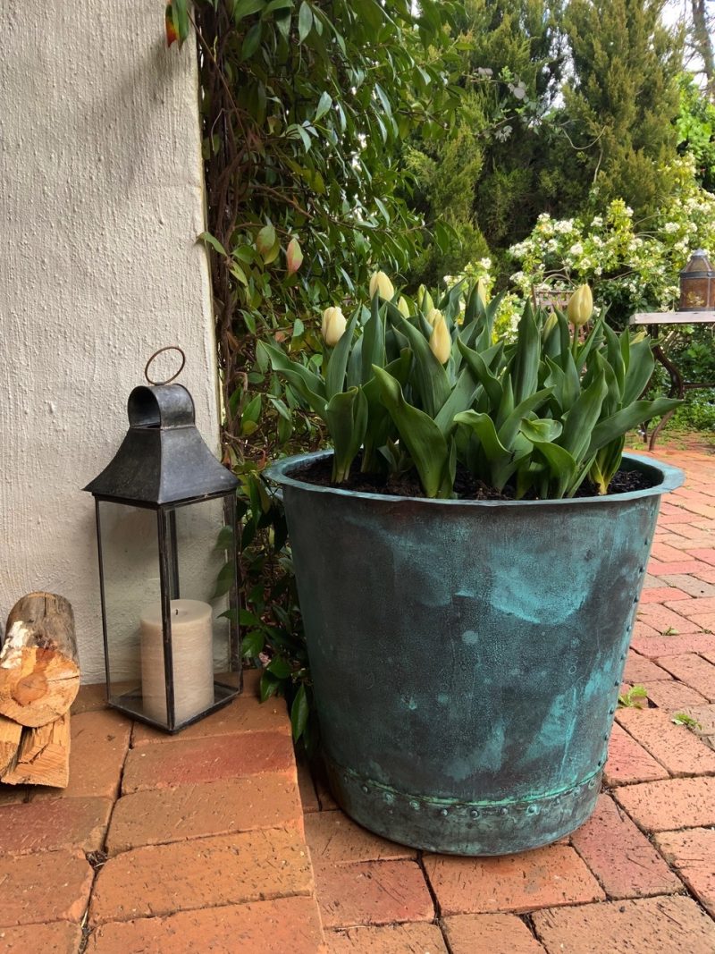 tulips in a copper planter