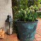 tulips in a copper planter