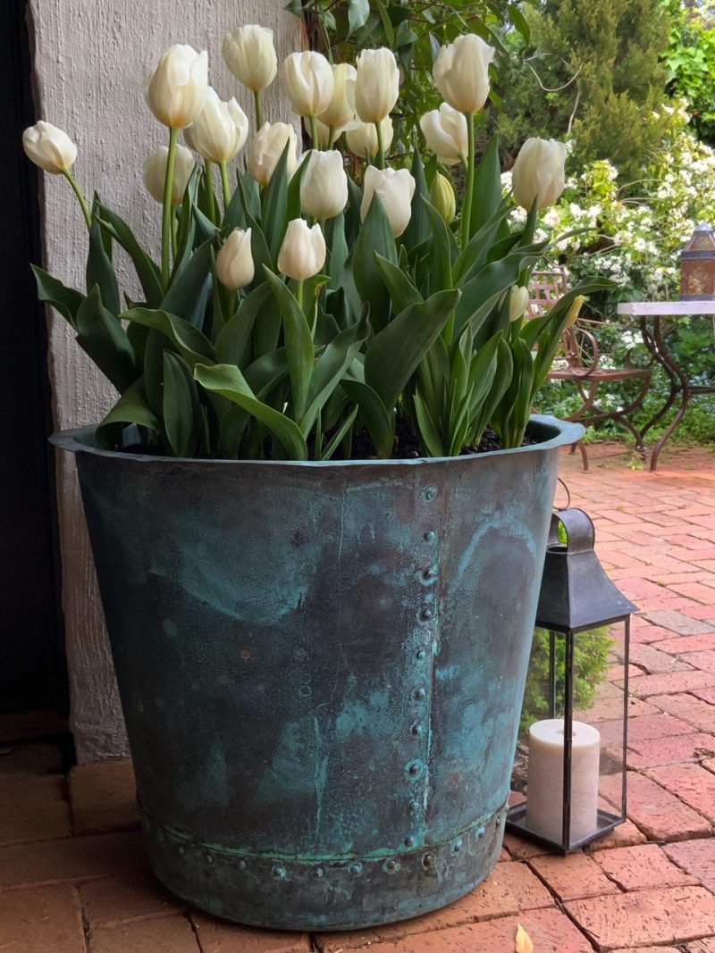 white tulips in copper pot