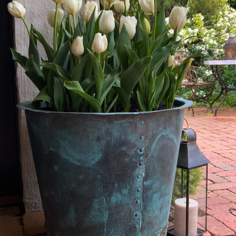 white tulips in copper pot