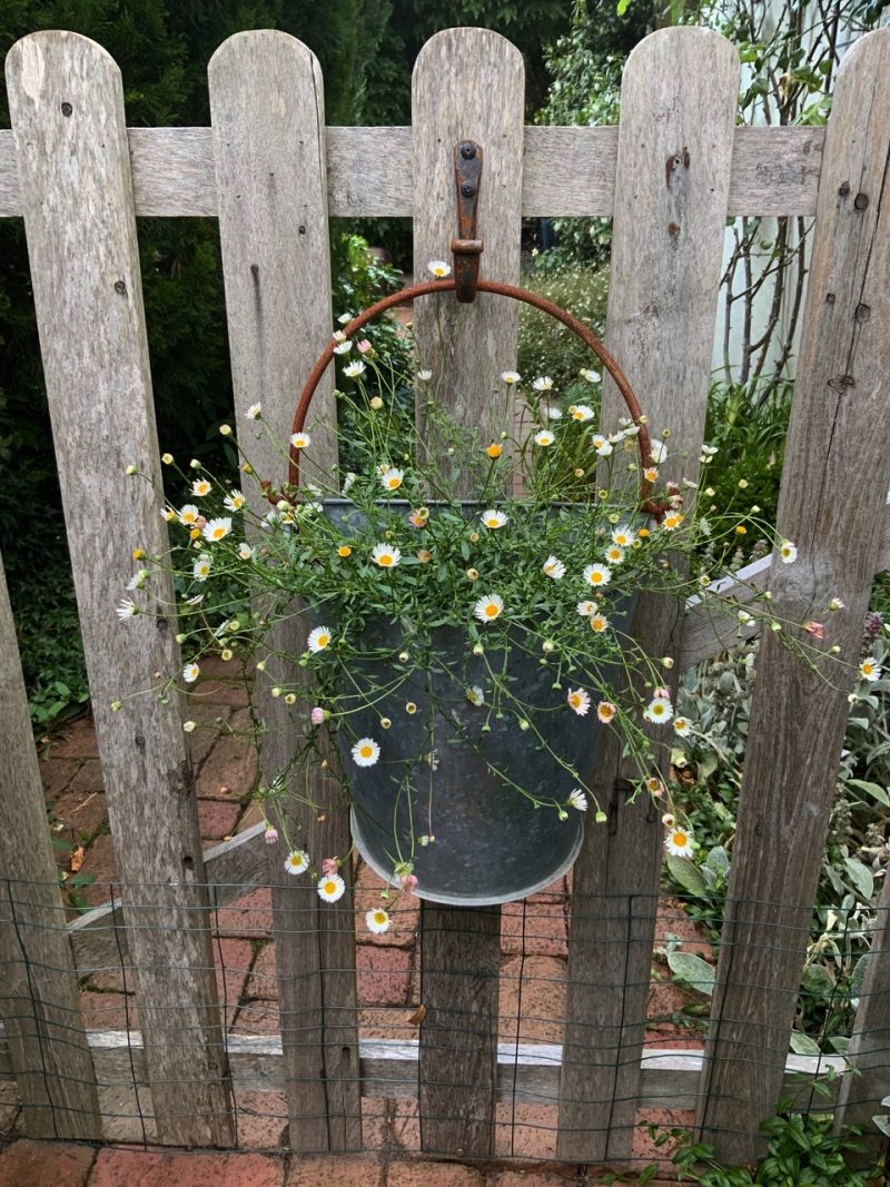 Seaside daisies in a planter hanging from a hook