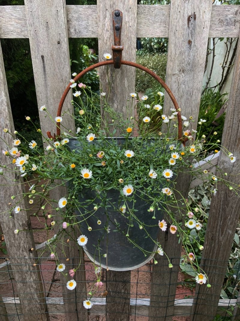 Daisies in a hanging planter