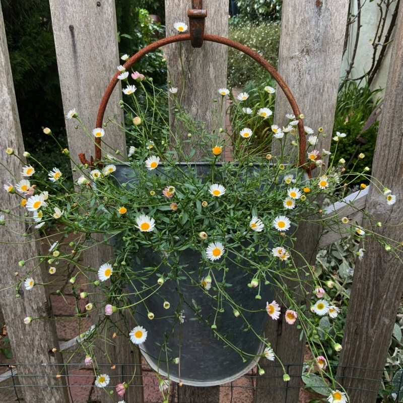 Daisies in a hanging planter